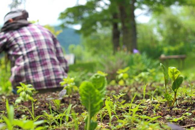 Visit over a dozen backyard food gardens this Sunday Vernon Valley Farm’s Christina Stephens plants a “miracle garden” outside her kitchen door, where she grows an abundance of okra, sweet potatoes, blueberries, herbs, salad turnips and much more.