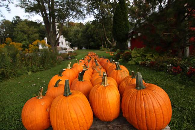 Pumpkin Season in Warwick