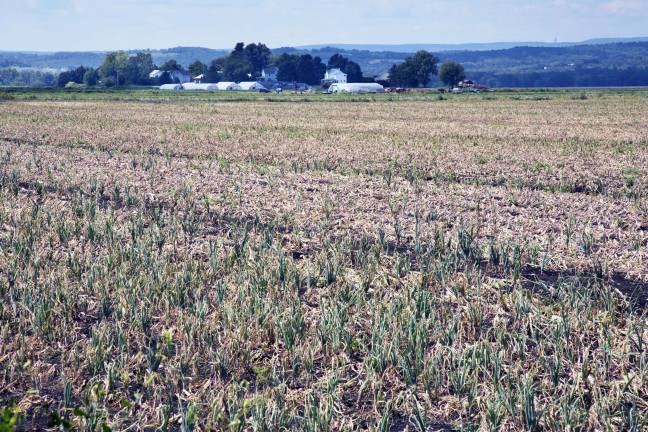 Then and now Earlier this week, the bounty of the same onion field is ready to harvest.