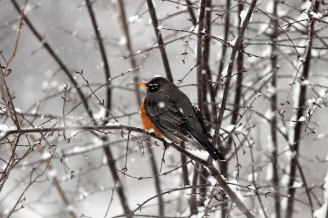 Waiting for Spring Waiting for Spring