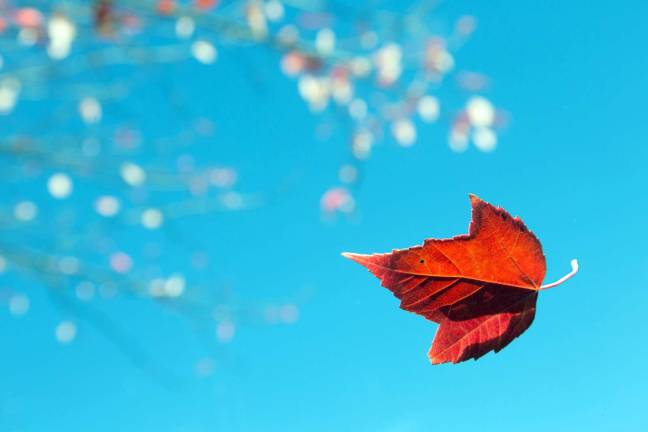 Free fall Free fall