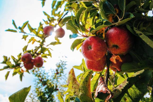 Applefest shirt design contest announced