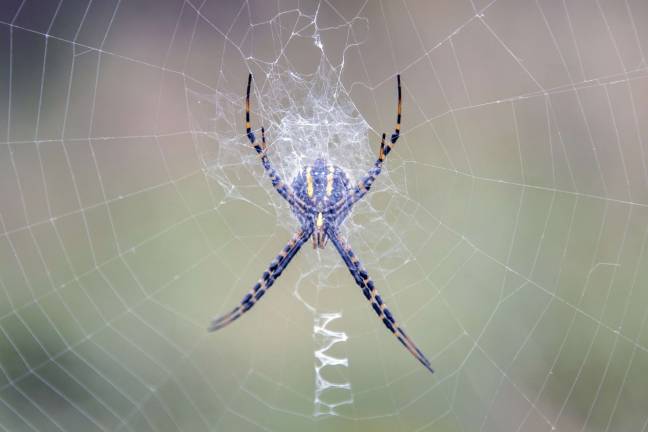 Web design Web design