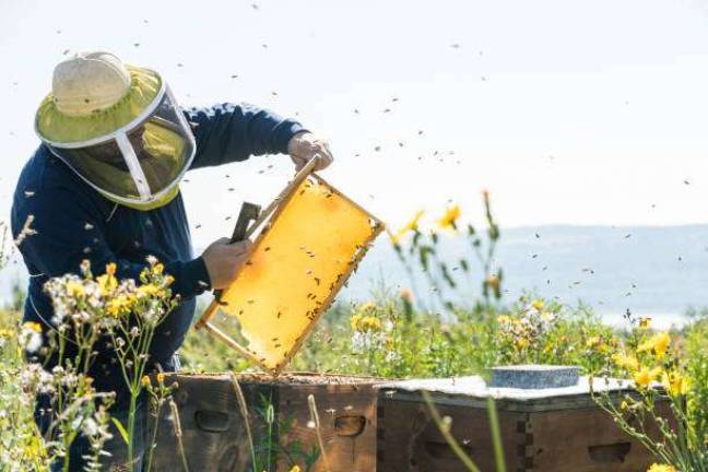 Learn the basics of bee keeping on Feb. 9 Provided photo Rich Sullivan, the beekeeper at the Orange County Arboretum, will talk about getting started keeping bees on Saturday, Feb. 9., at 1 p.m.