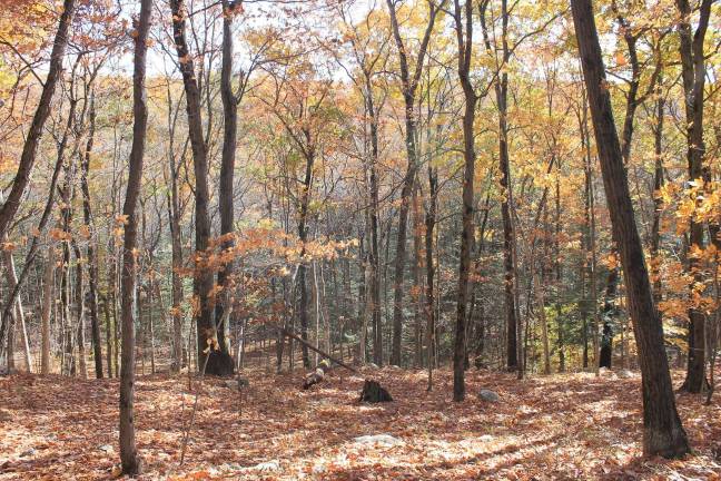 Orange County Land Trust protects 57.5 acres in Greenwood Lake Photo by Matt Decker/OCLT Orange County Land Trust has conserved 57.5 acres of buffer lands adjacent to the Doris Duke Wildlife Sanctuary section of Sterling Forest State Park in Greenwood Lake.