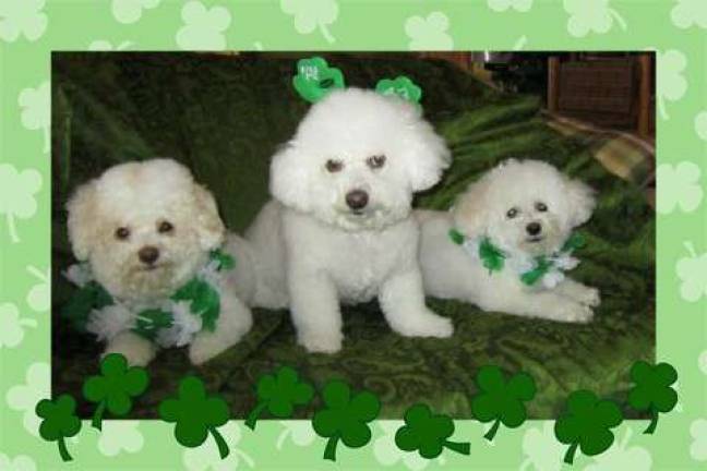 Celebrating St. Patrick's Day Maureen Predmore of Milford, Pa. "Top Of The Morning To You. Our three Bichons: Haley, Lucas and Shelby enjoying St. Patrick's Day."