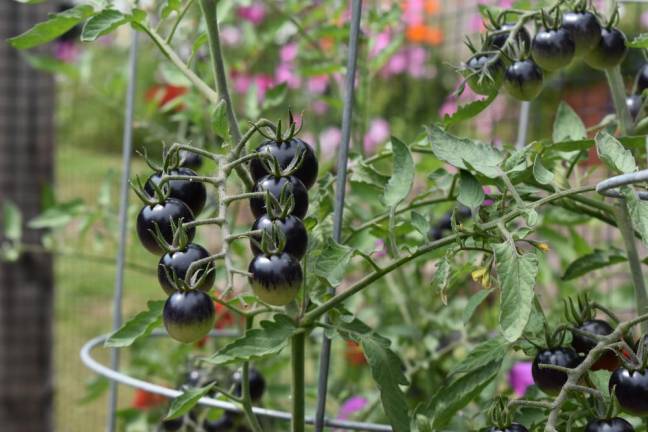 Backyard gardeners open their gates for Kitchen Garden Tour Black cherry tomatoes at the Landmark Inn garden in Warwick were among the unusual varieties to be seen on the Kitchen Garden Tour.