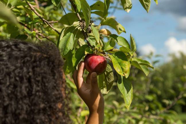 Orange County’s orchards welcome apple lovers for U-pick season Orange County’s orchards welcome apple lovers for U-pick season