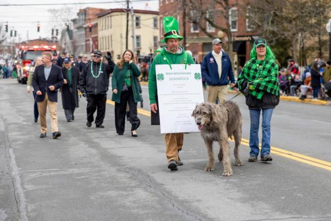Irish wolfhounds in the Mid Hudson St. Patrick’s Day Parade in Goshen on March 10, 2024. Photo by Sammie Finch