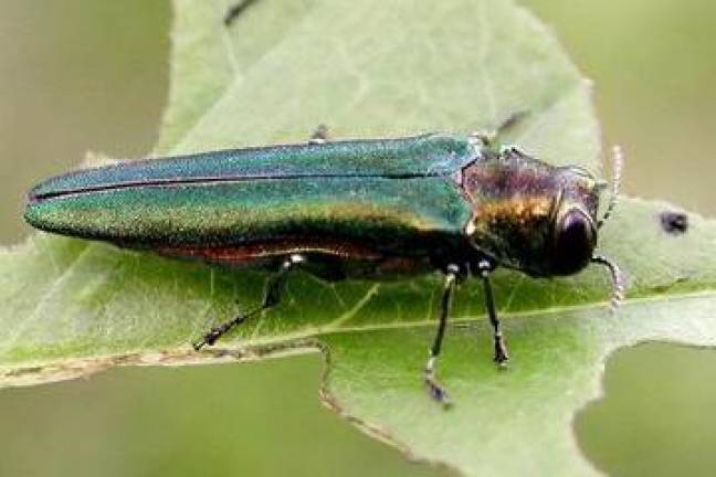 The invasive emerald ash borer has destroyed the region’s ash tree population.