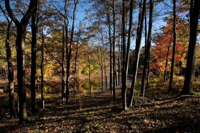 Fall Fall