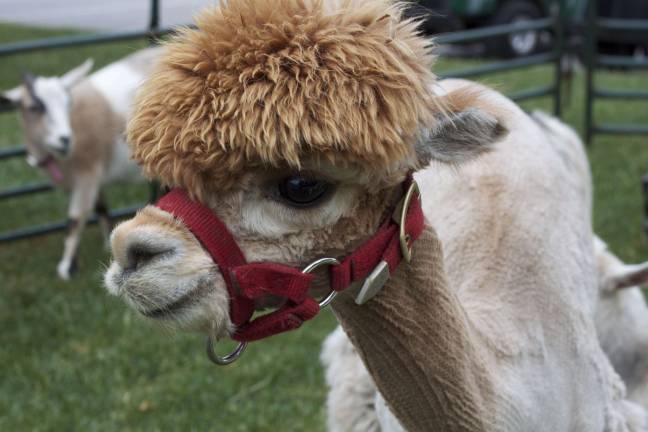 Halloween-themed fall fun offerings for the local area Petting zoo at Crystal Spring's Harvest Festival.