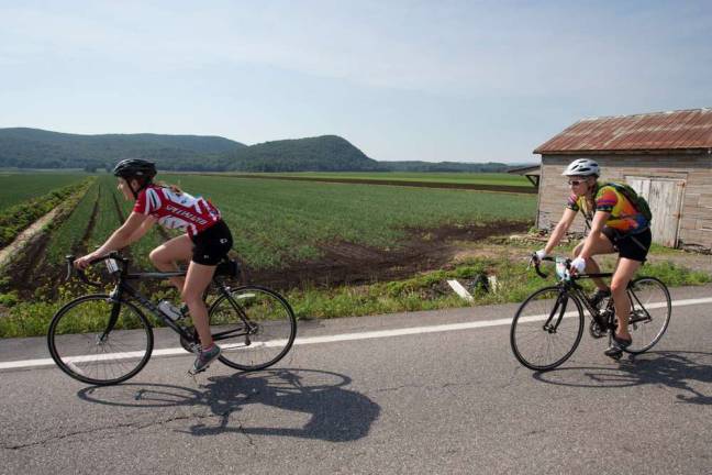 Cyclists make their through black dirt region farm country in Warwick during the Farm to Fork Fondo (Photo by Robert Breese)