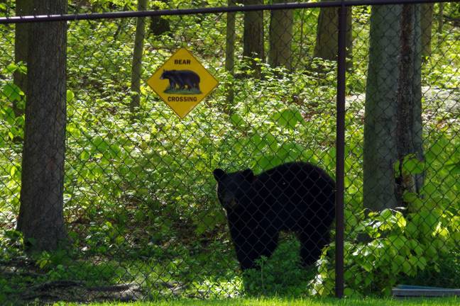 If a bear sees a sign in the forest .... If a bear sees a sign in the forest ....