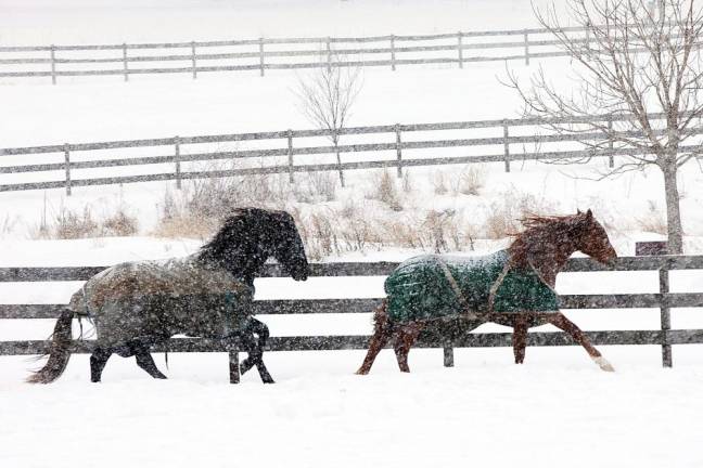 Horses play at Amity Farm in Warwick during Sunday morning’s snowfall on Feb. 7. Photo by Robert G. Breese.