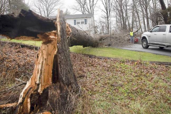 Warwick. Christmas morning storm A large tree fell, just missing a home along Kings Highway, on Christmas morning. Photos by Robert G. Breese.