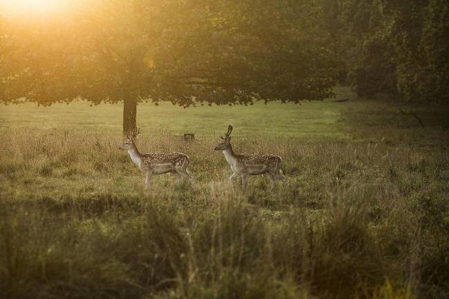 Crossbow hunting changes now in effect Crossbow hunting changes now in effect