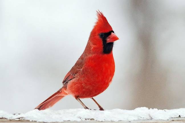 Winter. Red on white. Beautiful The bright red on a male Red Cardinal still stands out on a recent cloudy winter day. These Northern Cardinals tend to sit low in shrubs and trees or forage on or near the ground, often in pairs. They are common at bird feeders but may be inconspicuous away from them, at least until you learn their loud, metallic chip note. Photo by Robert G. Breese.