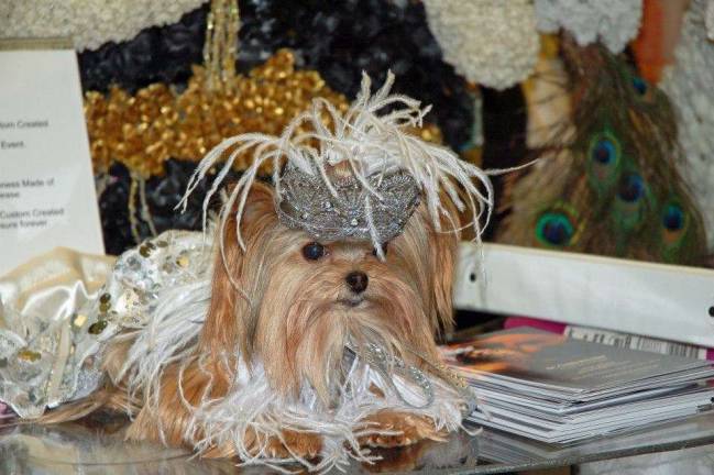 Pampered pets Submitted by Pauline Imbro-Allen of Hawley, Pa. "Twiggy was awarded the PAWS Award at the NY Pet Fashion Show for her Therapy Dog Visits and Reading Program visits both at the Hawley Library with Jean Kammer and Wallenpaupack North Primary School with Beverly Smith. The Theme for the evening was the Roaring 20's. Twiggy dresses regularly to put smiles on people's faces."