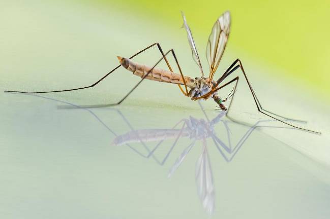 West Nile Virus mosquitos found in Orange County West Nile Virus mosquitos found in Orange County