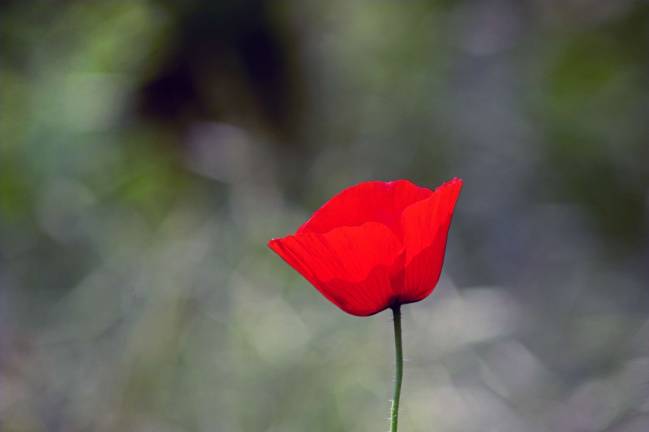 In Flanders Fields In Flanders Fields
