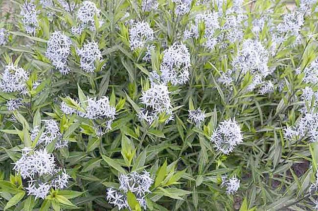 “Bluestar,” Amsonia tabernaemontana.