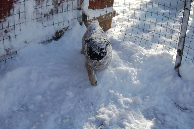 Vote for the best holiday photo Photo submitted by: Teena Beebe of Vernon, N.J. "MY Pug love's to play in the snow."
