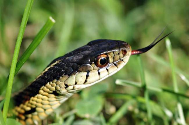 Foxes and chickens, birds and snakes Contributed photo Thamnophis sirtalis or commonly known as a garter snake. Come see and learn about snakes at the Hudson Highlands Nature Museum on Sunday, Jan. 6 at 10 a.m. and again at 11:30 a.m.