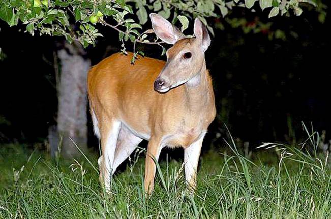 Tuxedo Park program culls 100 deer from population Photo by Icwtoys at naturalunseenhazards,wordpress.com