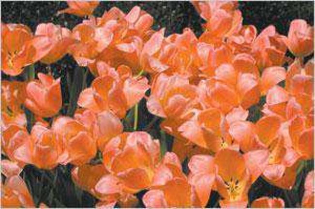 Catch a breath of spring at the Philadelphia Flower Show Catch a breath of spring at the Philadelphia Flower Show