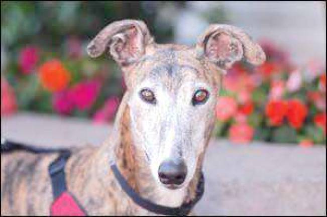 Greyhounds get a second chance within the Kings Elementary family Greyhounds get a second chance within the Kings Elementary family