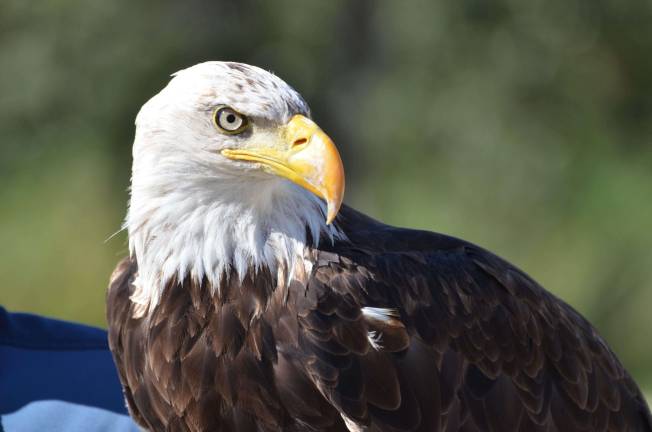 Bald Eagle watching in Pike County Stock photo