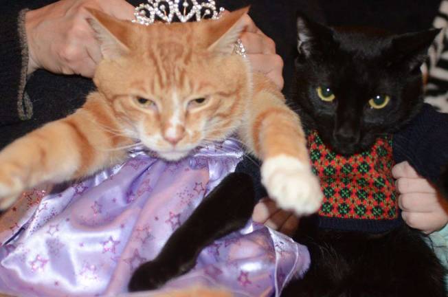 Pampered pets Submitted by Bruce Lemler of Sparta, N.J. "Pussycat Prom. Sunburst and G-Paws glam it up for a purrrr-fect prom night."