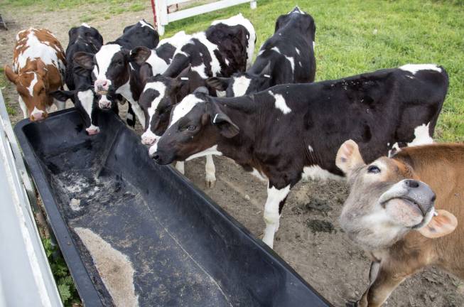 Got milk? Got milk?