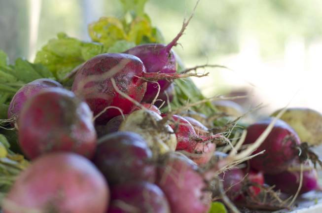 Farm fresh to the restaurant table Radishes.