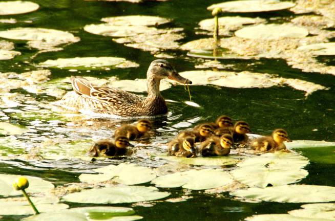 Why a duck - or ducklings? Why a duck - or ducklings?