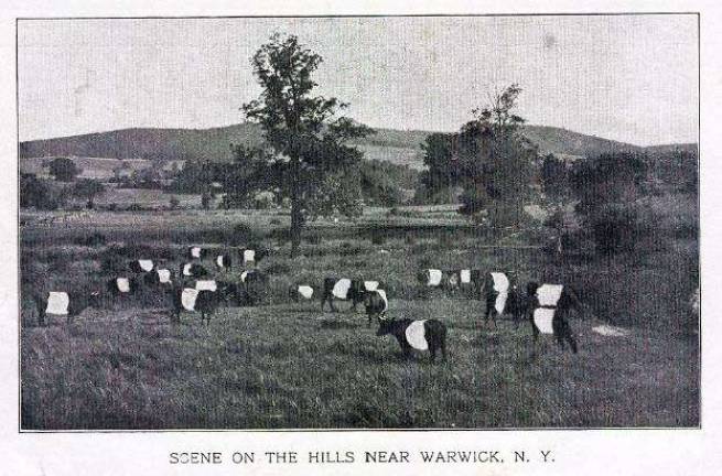 Sallie Servin and her ‘Oreo Cookie' cows From the American Produce Review of 1906 : "Mrs. S. A. F. Servin of Warwick, one of the largest breeders who has maintained a farm solely for profit, kept a daily record for 11 years and 25 cows averaged between 9,000 and 10,000 lbs. of milk yearly ... because of their scarcity, they were seldom offered for beef, but were sometimes used for ornamental purposes." These "Oreo cookie" cows, as they were later called, made a stunning sight in their Forester Avenue meadows.