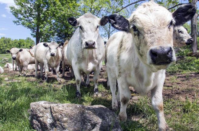 There's a new herd in town There's a new herd in town