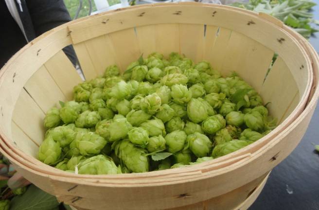 Penning’s hop crop offers brewers local flavor It takes several hop vines to fill a bushel.