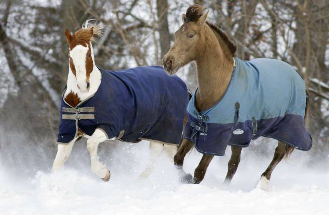 (S)no problem Photo by Robert G. Breese Horses at Meadow River Farm in Warwick chase each other Tuesday afternoon in the freshly fallen snow.