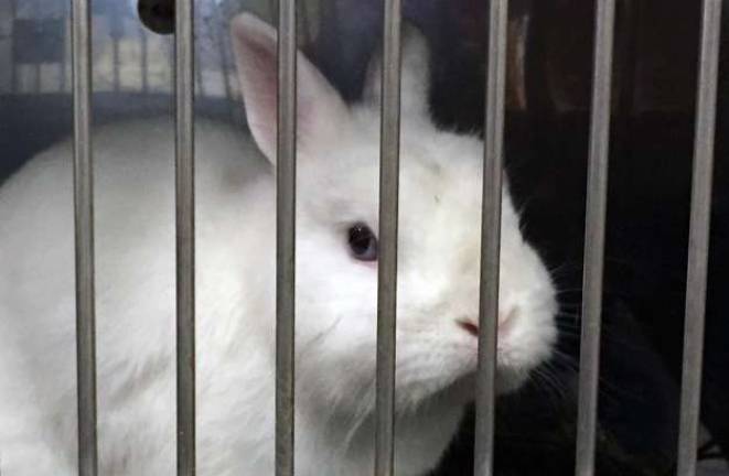 Humane Society rescues 45 rabbits Photo by Abby Wolf This is one of the 45 rabbits rescued last month from a residence in Warwick. The Warwick Valley Humane Society is looking for homes for the animals as well as donations to care for them.
