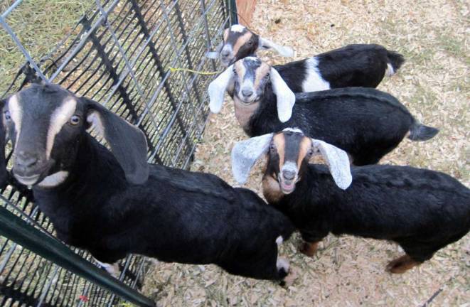 Edgwick Farm micro diary and creamery to host ribbon-cutting on March 21 Photo by Edgwick Farm Some of the goats at Edgwick Farm: Beatrice, Faith, nameless boy and Dora.