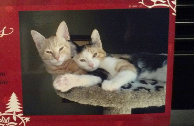 Only 2 days left to vote! Submitted by: Anita Warren-Hampson of Sparta, N.J. "Happy Holidays from Brandie and Jack Daniels."