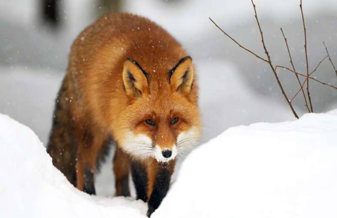 Foxes and chickens, birds and snakes Provided photo Discover the fox at the Hudson Highlands Nature Museum on Saturday, Jan. 12, at 10 a.m.