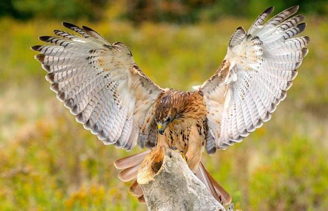 Take a hawk walk at the Hudson Highlands Nature Museum on Nov. 10 and 17 Provided photo Join the Hudson Highlands Nature Museum for the members-only Hawk Walk on Saturdays, Nov. 10 and 17 at 10 a.m. each day Visit HHNM.org to register and to renew membership/become a member.