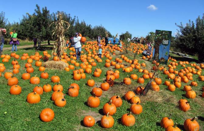 October is pumpkin-picking time October is pumpkin-picking time