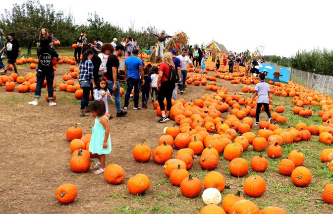 Apple and pumpkin season in full swing Apple Ridge Orchards on Jessup Road in Warwick, also offers a large selection of pumpkins.