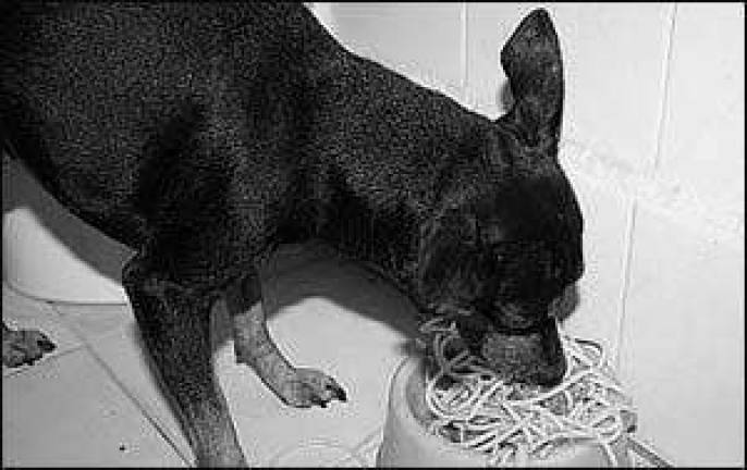 Eat pasta and help the animals Eat pasta and help the animals