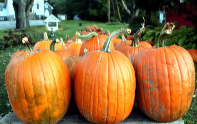 Autumn is pumpkin season in Warwick Autumn is pumpkin season in Warwick