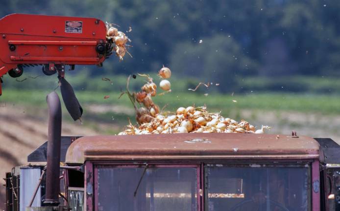 Harvest Onions drop from a chute attached to the harvesting machine into a nearby truck.